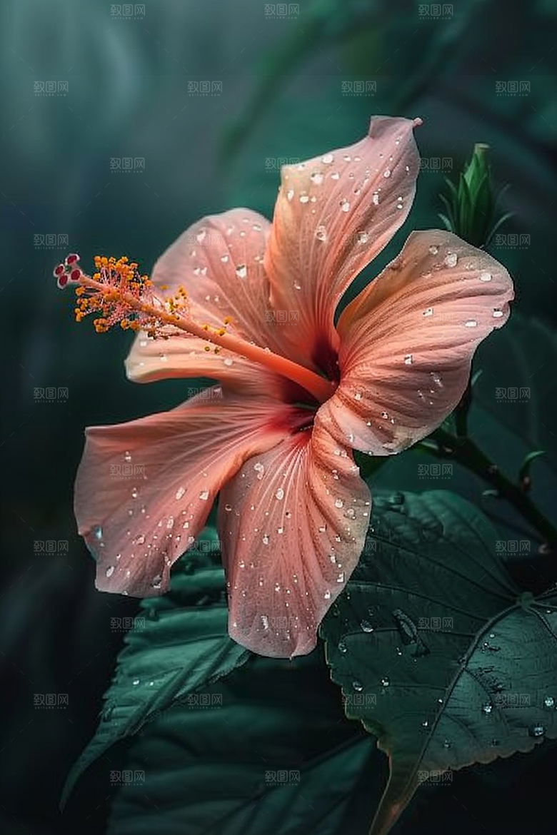 木槿花夏天清新摄影图
