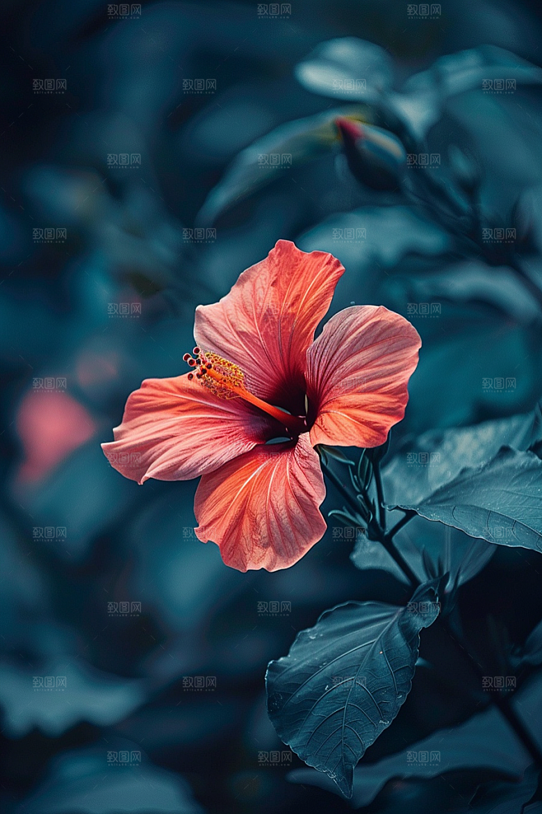 木槿花彩色夏季摄影图