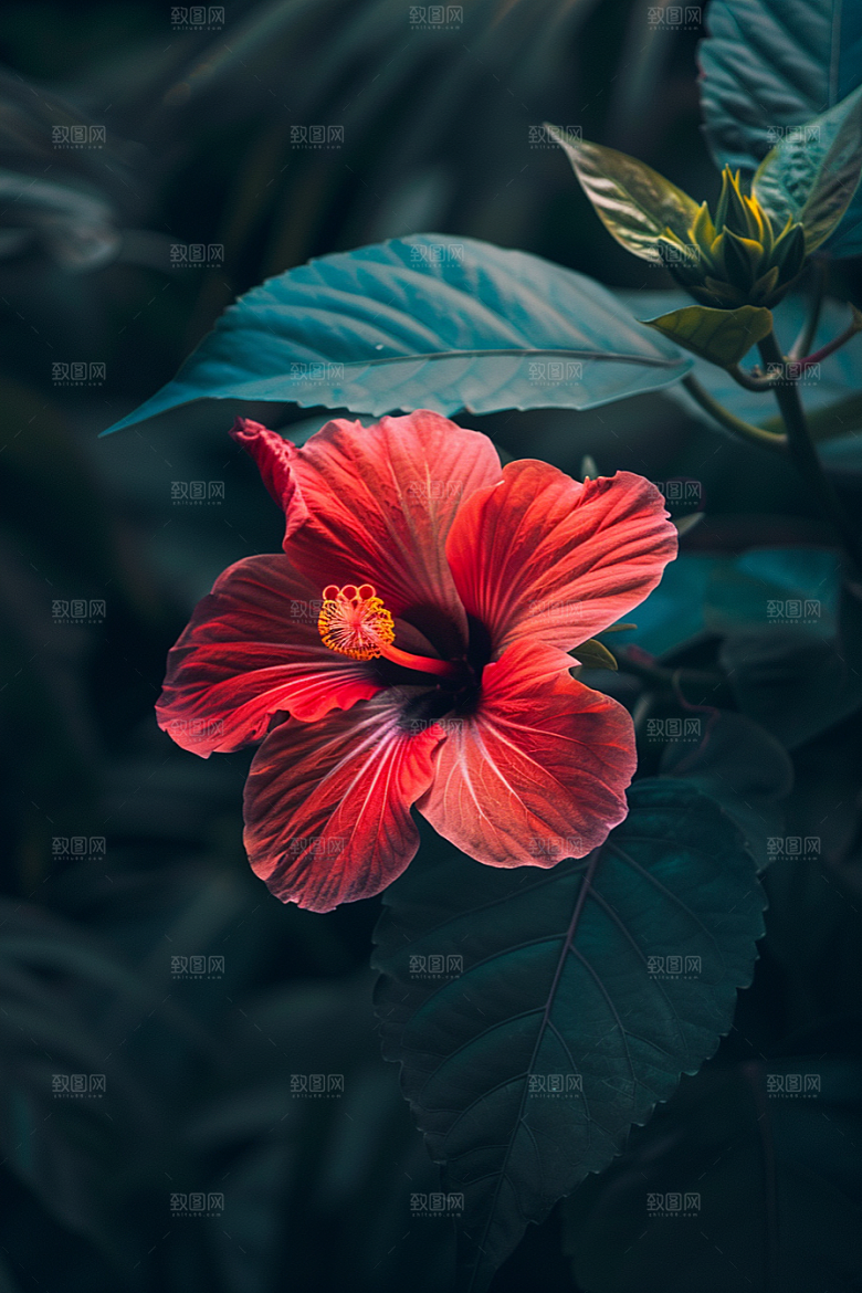 木槿花花卉唯美摄影图