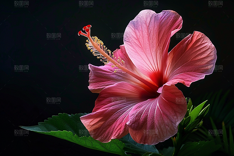 木槿花花卉清新摄影图