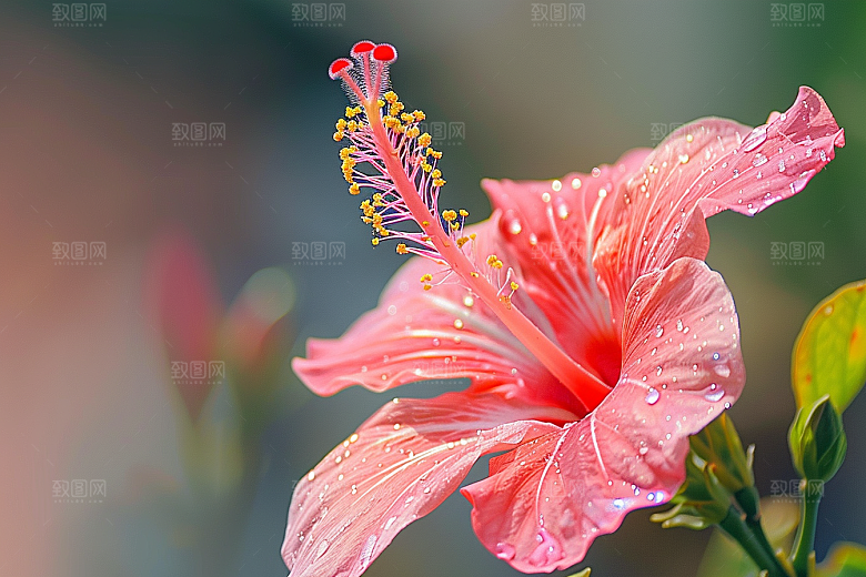 木槿花唯美清新摄影图