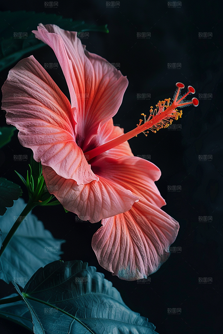 木槿花彩色夏天摄影图