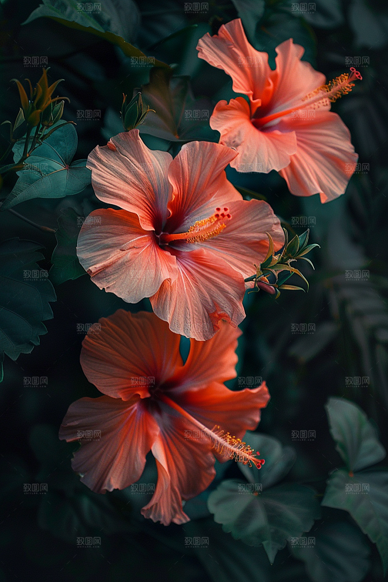 木槿花唯美夏天摄影图