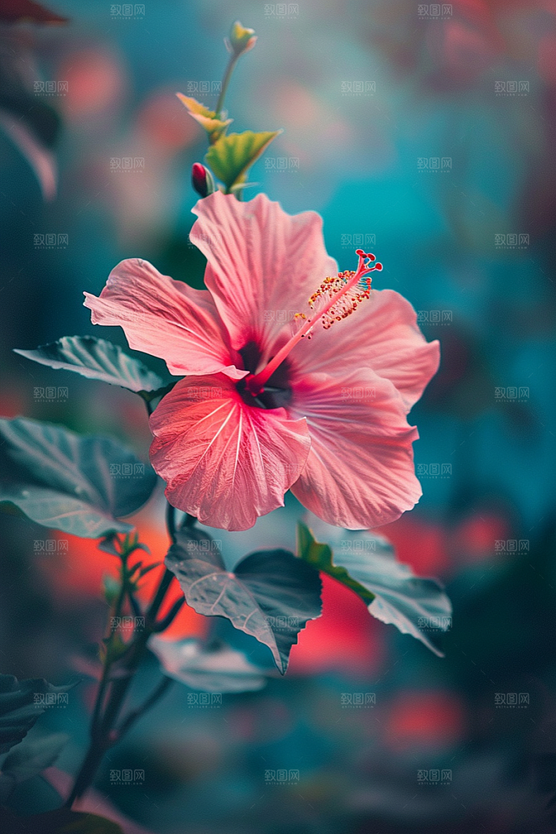 木槿花木棉自然摄影图