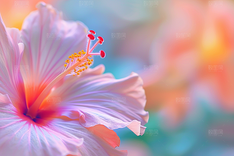 木槿花清新夏天摄影图