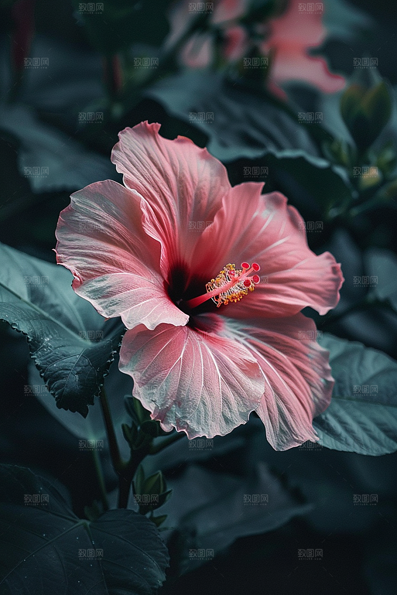 木槿花花卉彩色摄影图
