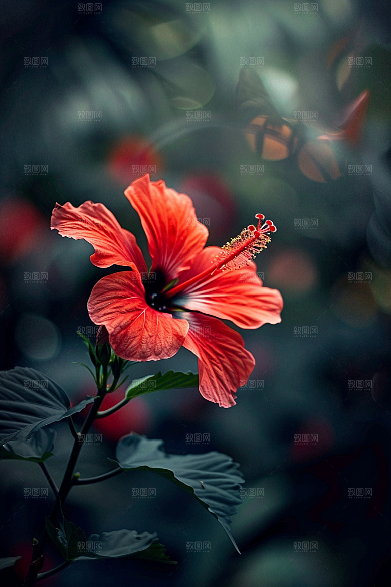 木槿花夏季花朵摄影图