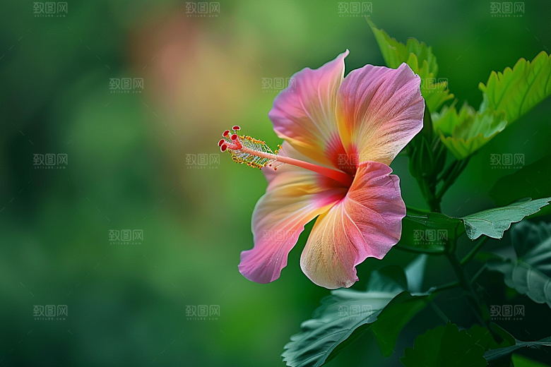 木槿花木棉自然摄影图