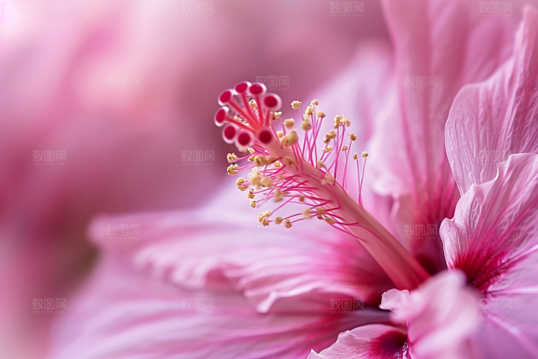 木槿花夏天唯美摄影图