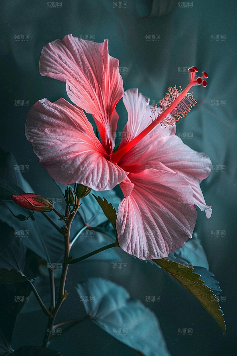 木槿花花朵彩色摄影图