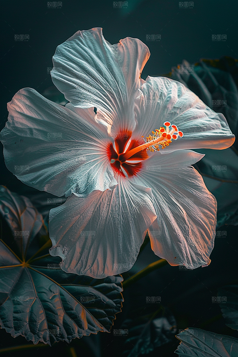 木槿花自然夏天摄影图