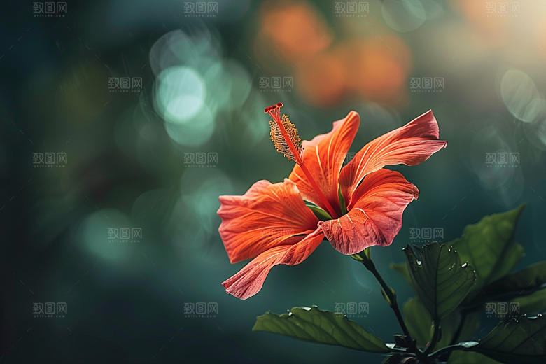 木槿花唯美木棉摄影图