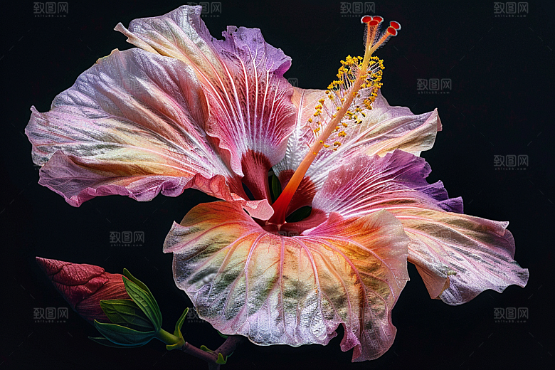 木槿花彩色花朵摄影图