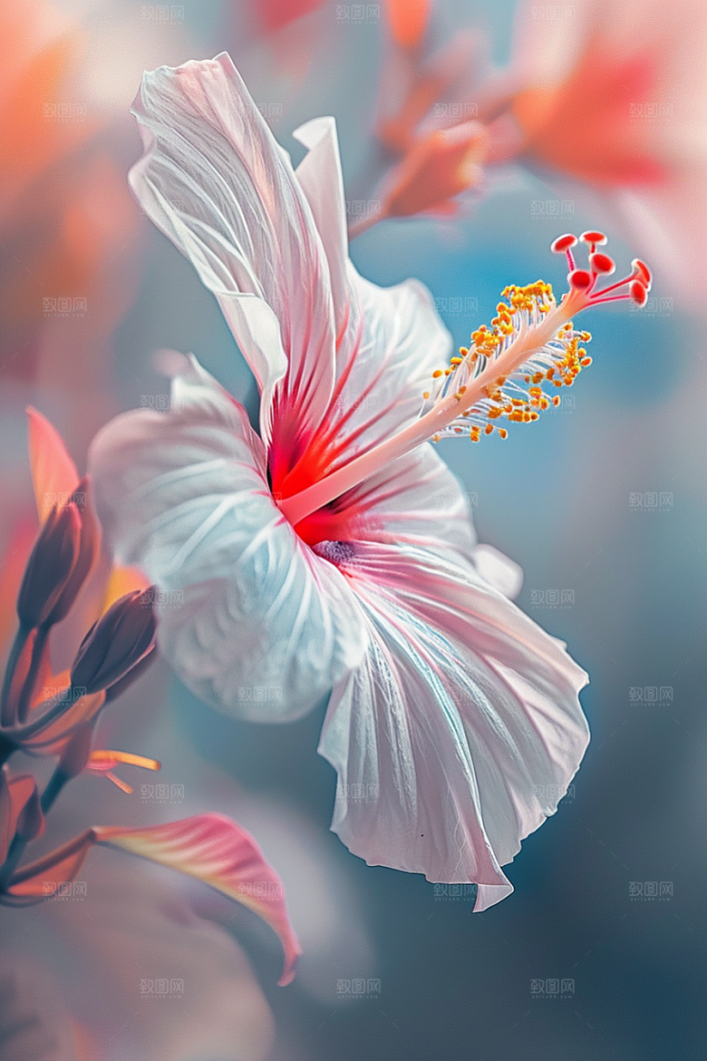 木槿花木棉自然摄影图