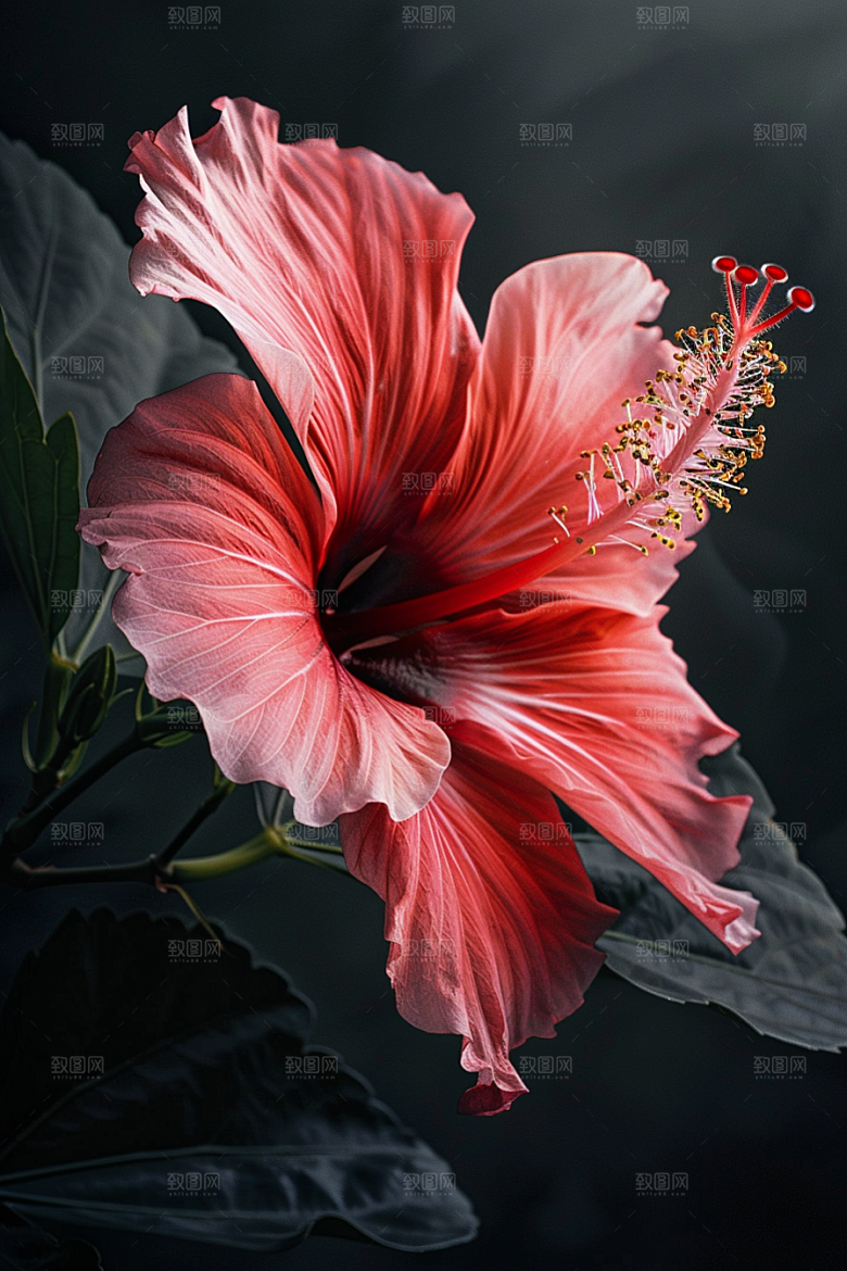 木槿花植物夏季摄影图