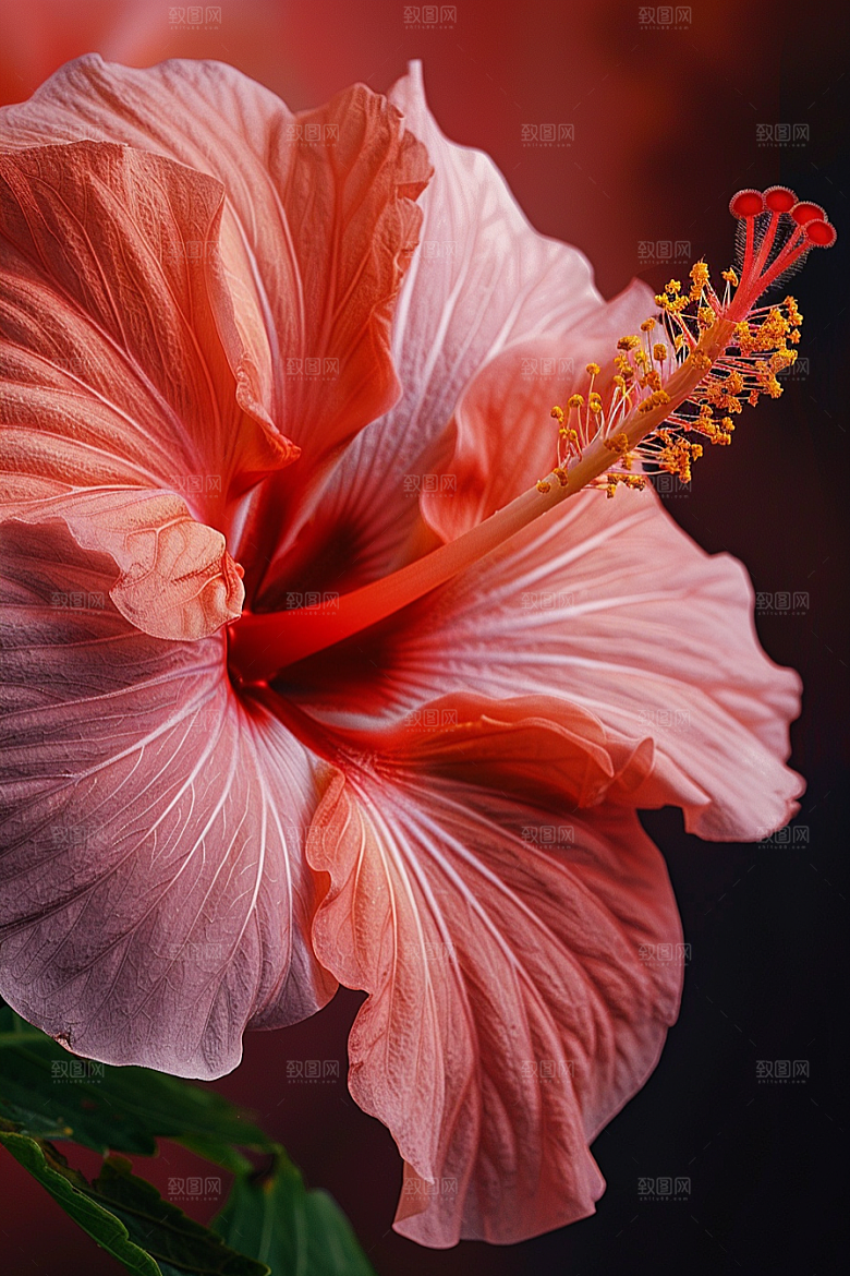 木槿花清新自然摄影图