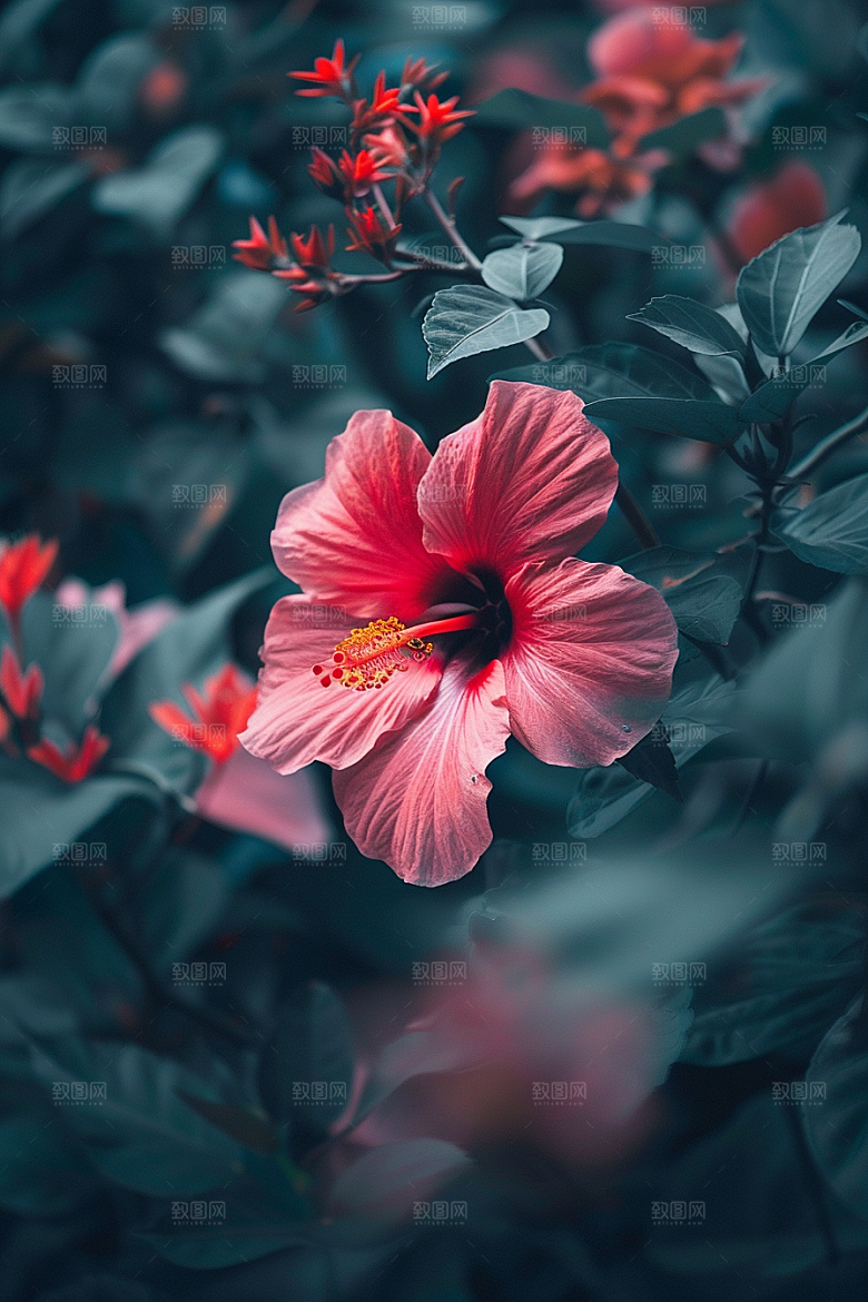 木槿花高清夏天摄影图
