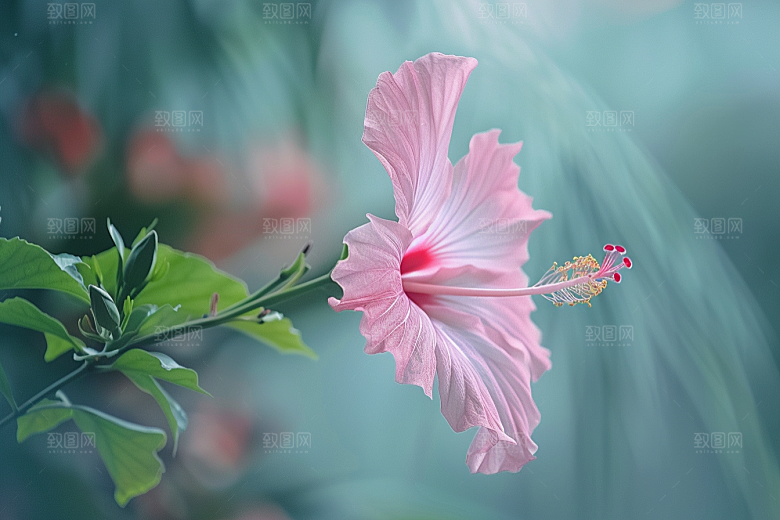 木槿花木棉花卉摄影图