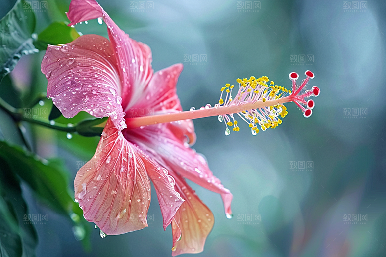 木槿花夏季夏天摄影图