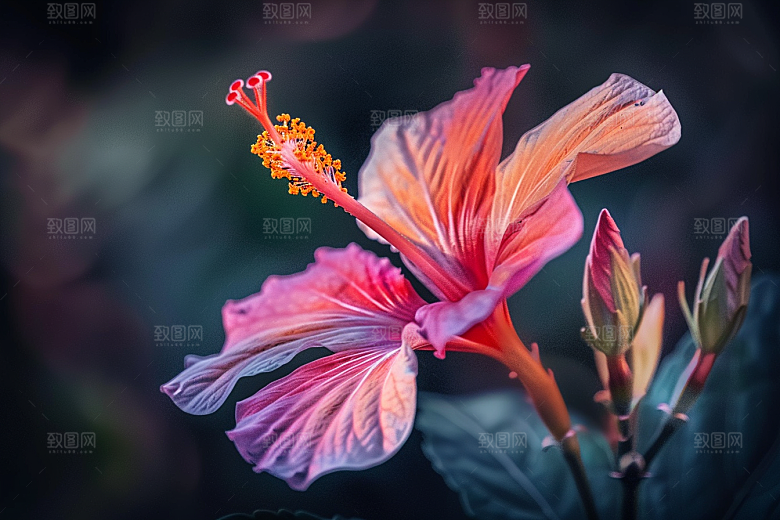木槿花彩色夏季摄影图