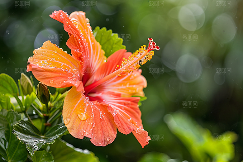 木槿花夏天夏季摄影图