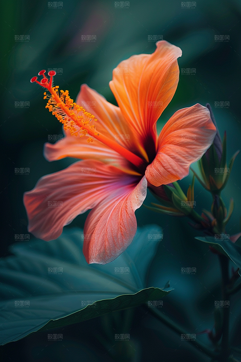 木槿花花朵夏季摄影图