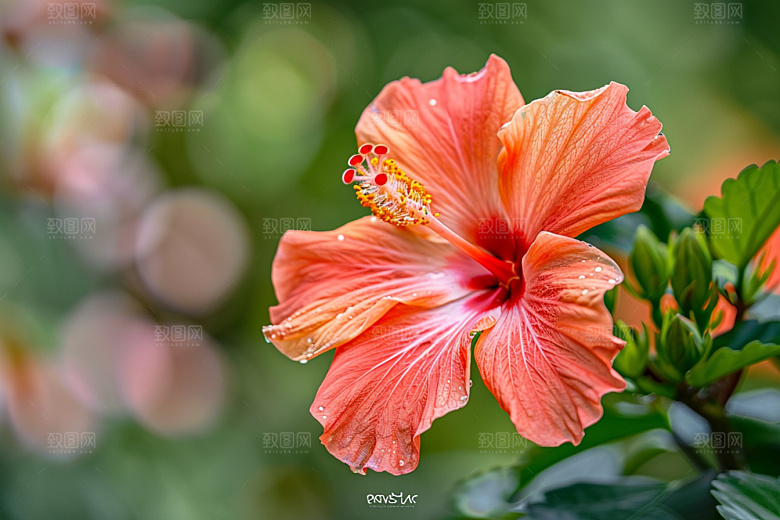 木槿花夏天木棉摄影图