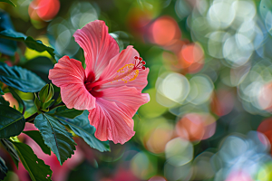 木槿花夏天植物摄影图