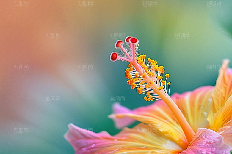 木槿花夏天彩色摄影图