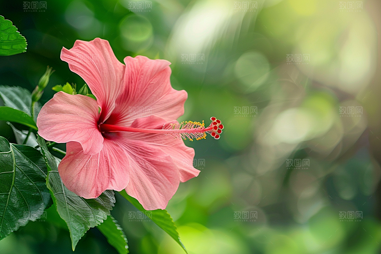 木槿花清新花朵摄影图