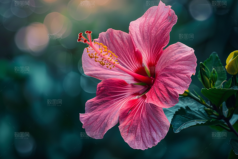 木槿花夏季自然摄影图