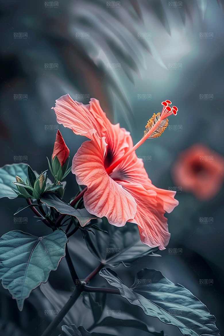 木槿花木棉高清摄影图