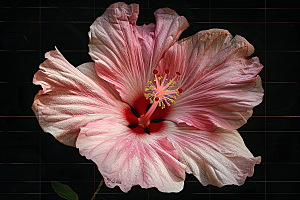 木槿花夏季木棉摄影图