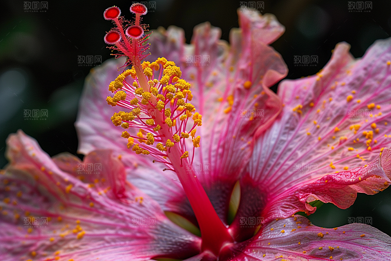 木槿花彩色花卉摄影图