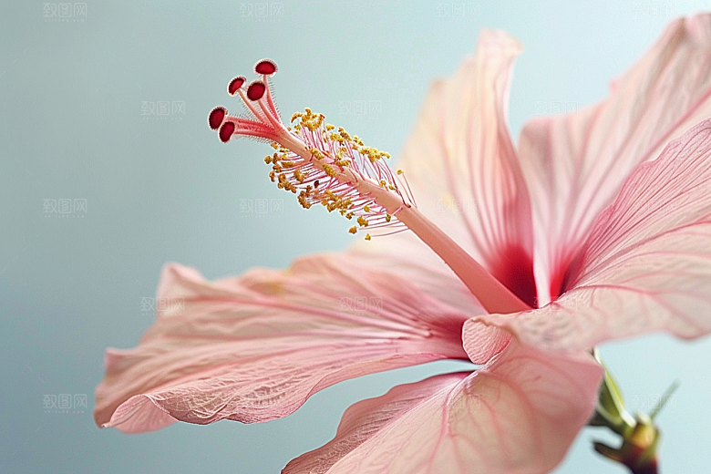 木槿花花卉花朵摄影图