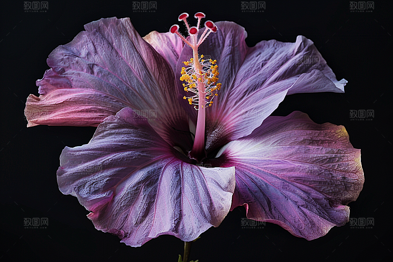 木槿花花朵夏天摄影图