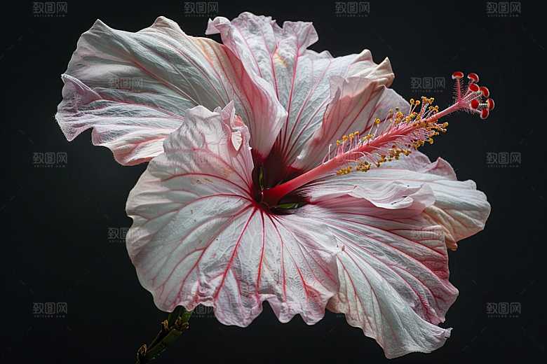 木槿花清新高清摄影图