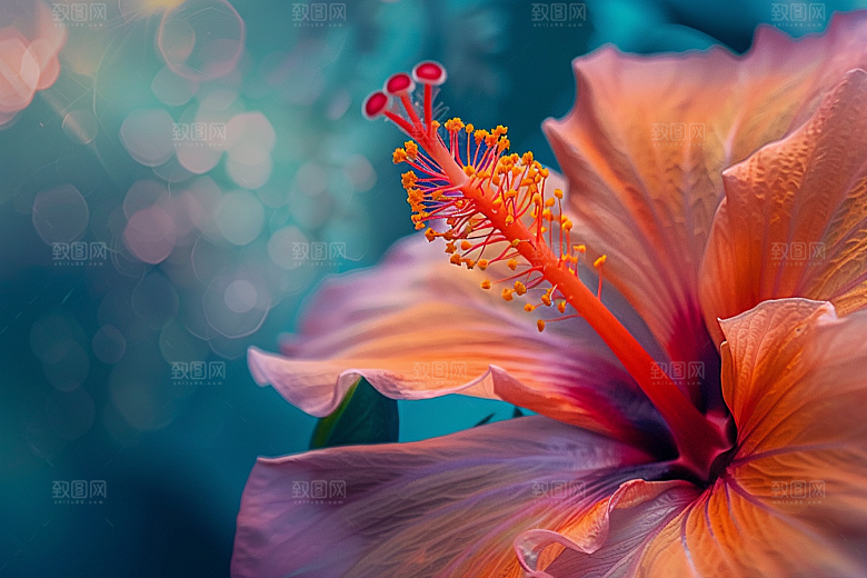 木槿花彩色花卉摄影图