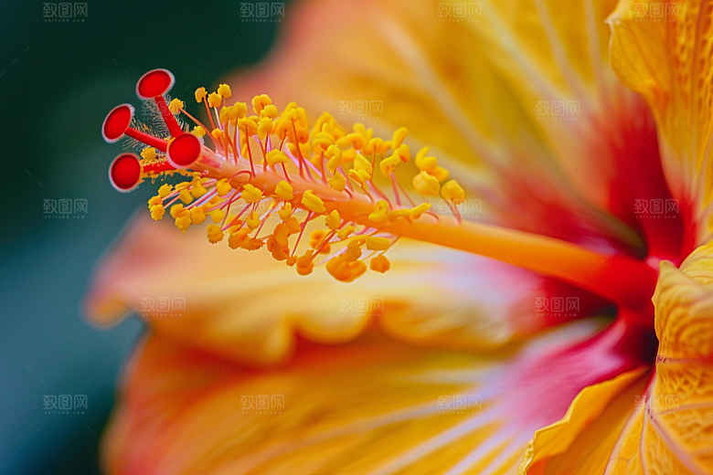 木槿花花朵清新摄影图