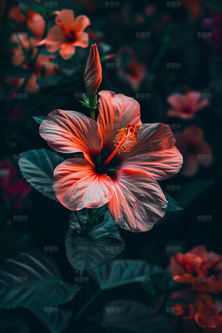 木槿花彩色高清摄影图