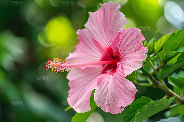 木槿花花朵唯美摄影图