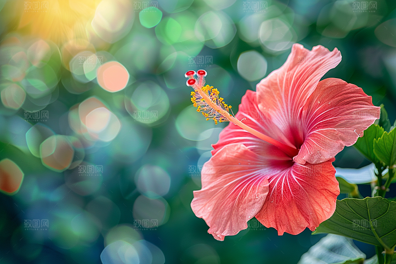 木槿花高清夏季摄影图