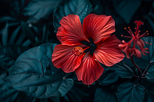 木槿花彩色花卉摄影图