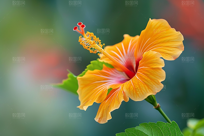 木槿花唯美花卉摄影图