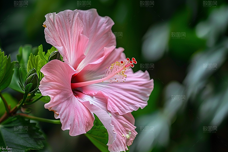 木槿花木棉夏天摄影图