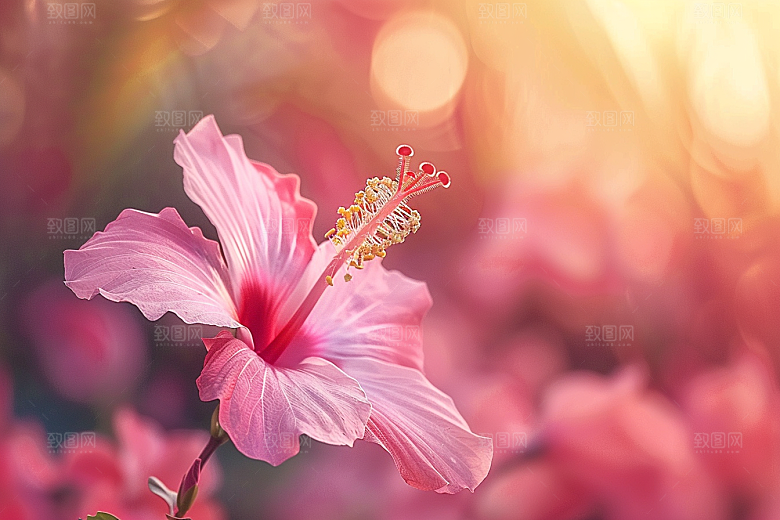 木槿花彩色花卉摄影图