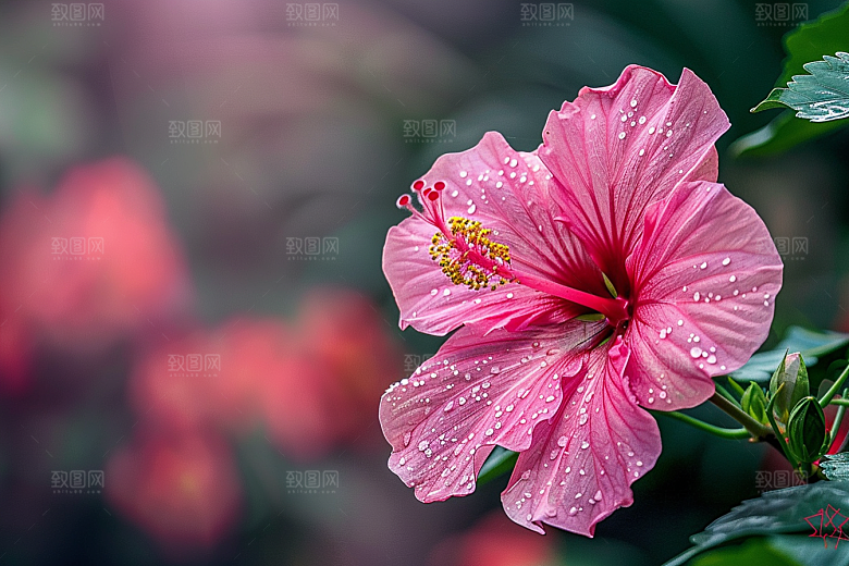 木槿花花朵夏天摄影图