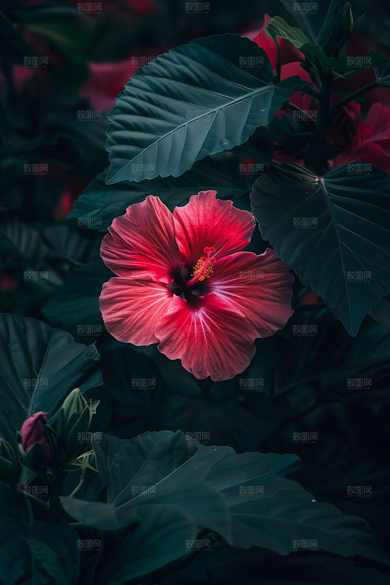 木槿花彩色花卉摄影图