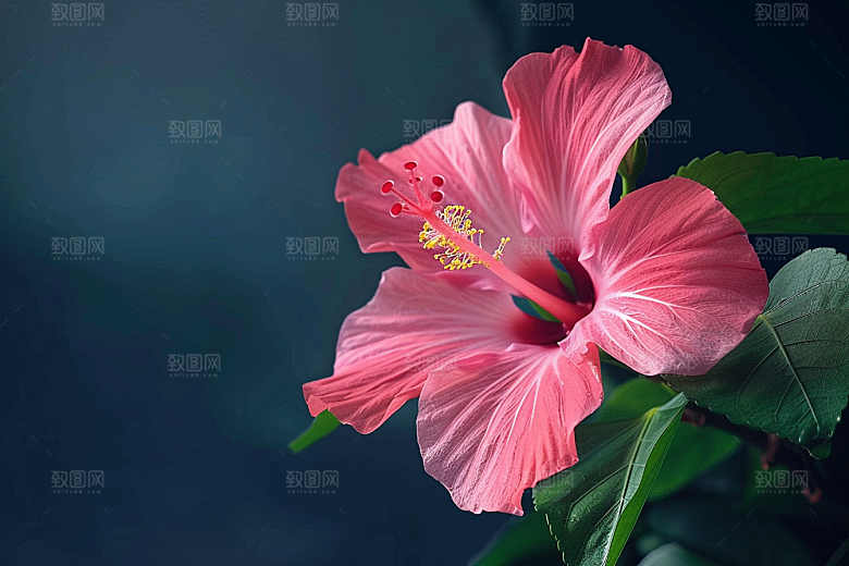 木槿花清新彩色摄影图
