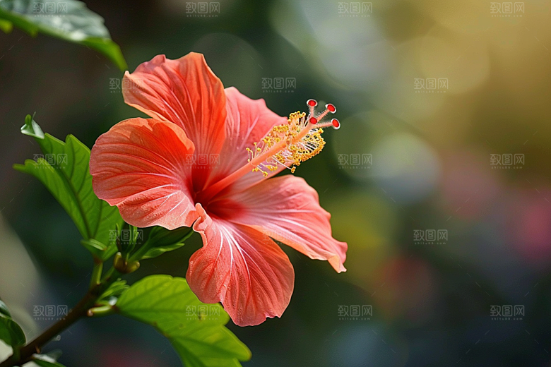 木槿花木棉花朵摄影图
